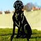 Weimaraner Vizsla Pointer Dog Loss Garden Ornament Memorial Personalised Statue