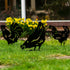 Chickens Garden Ornament Metal Birds Decoration
