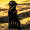 Black Chocolate Labrador Dog Loss Garden Ornament Memorial Statue