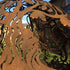 Natural Finish Fire pit